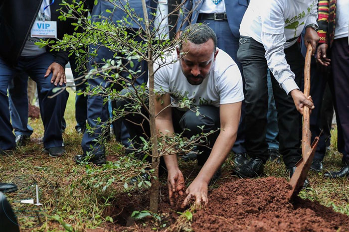 Ethiopia ‘Breaks’ World Record For Tree Planting By Planting 350 Million Trees In 12 Hours